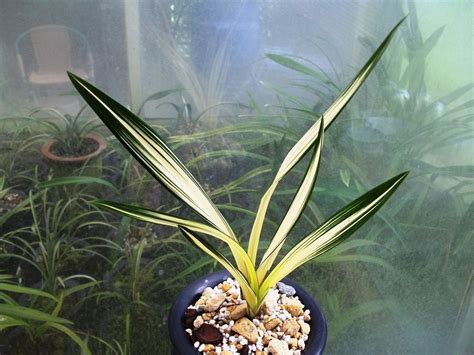 報歲蘭|蘭花的故事: Cymbidium sinense 報歲蘭